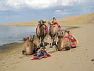 13 - Camels at Ereen Nuur.JPG