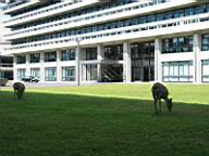 Nara - The ubiquous deer in front of the prefecture.JPG